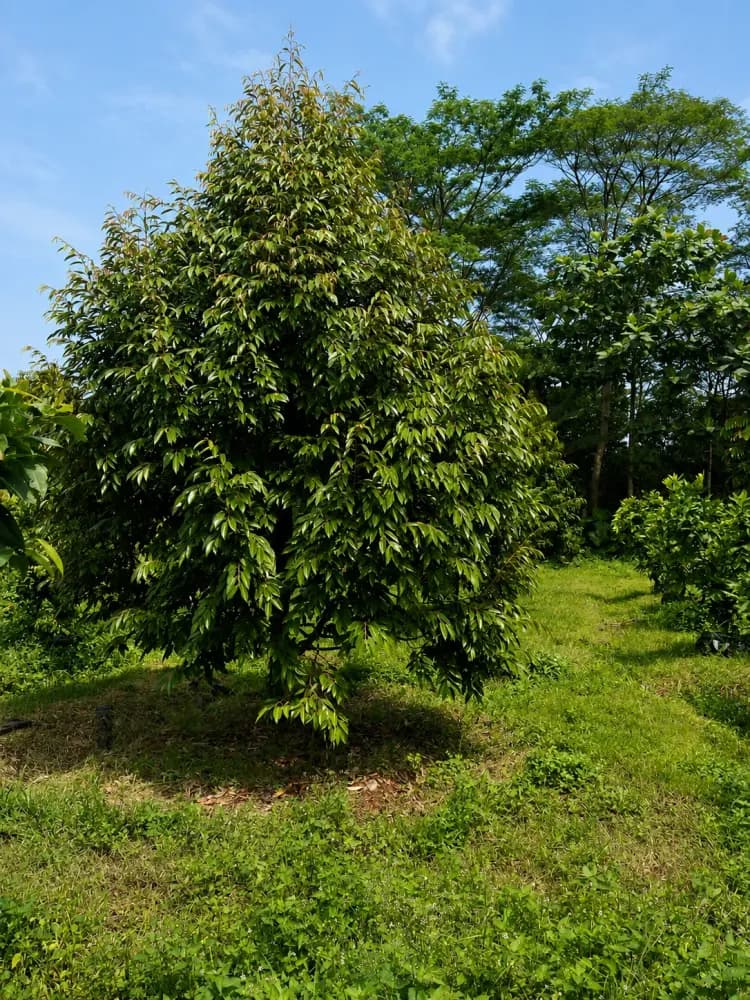 AGROFORESTIK