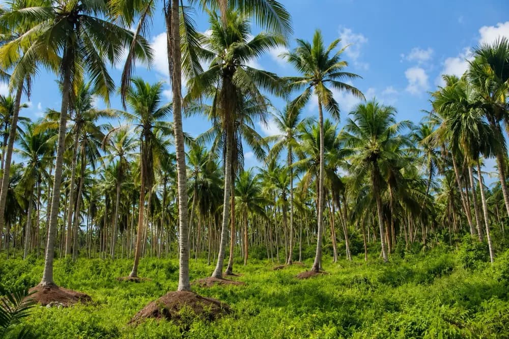 Pemandangan Gunung dan Sawah Desa Jadikarya